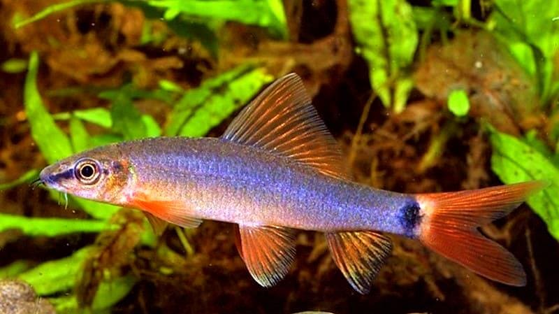 Лабео таиландский (Epalzeorhynchos frenatus) в аквариуме.