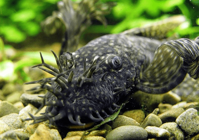 Анциструс синий