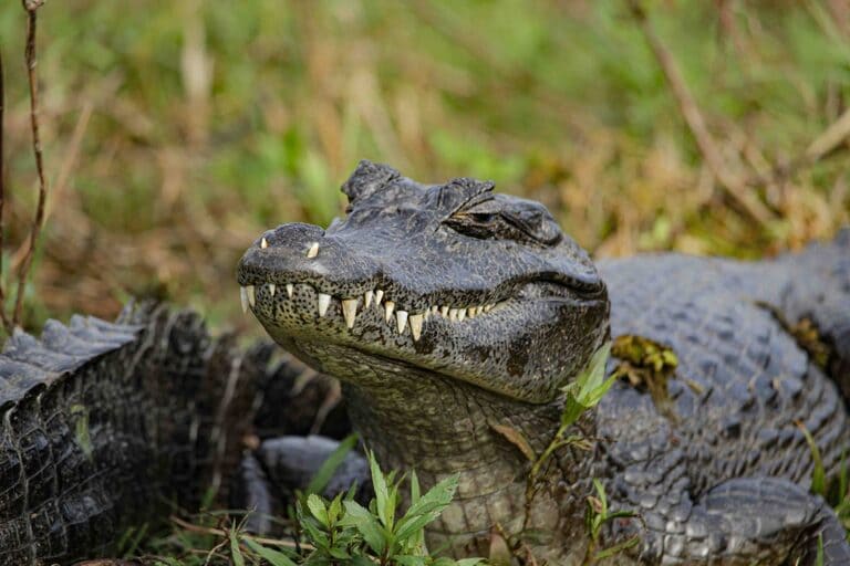 Как узнать аллигатора