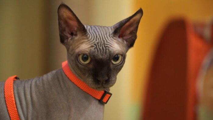 Лысые кошки