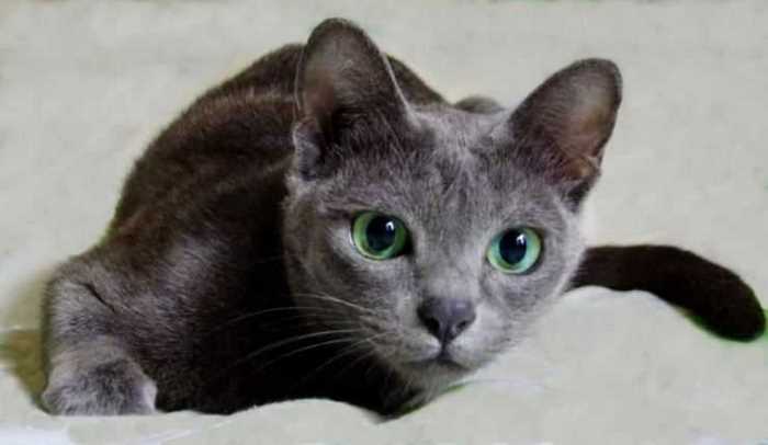 Кошка корат: описание, рост, характер и интересный факты