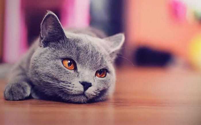 Кошка корат: описание, рост, характер и интересный факты