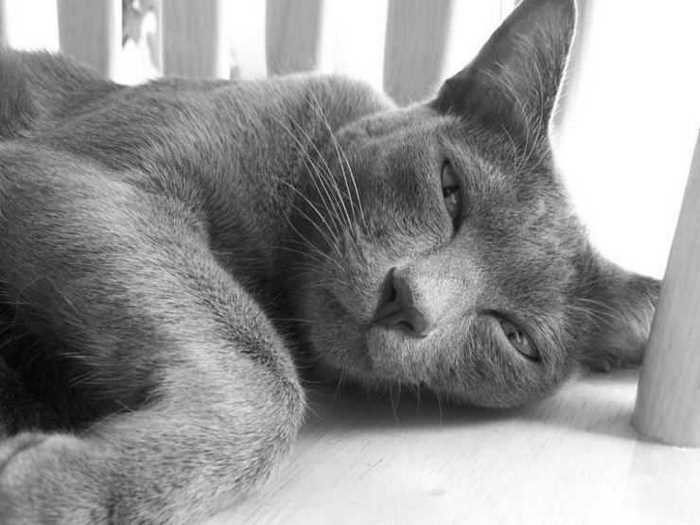 Кошка корат: описание, рост, характер и интересный факты