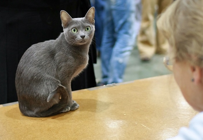 Кошка корат: описание, рост, характер и интересный факты