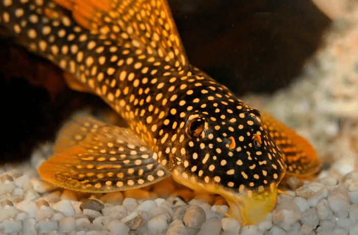 Анциструс леопард