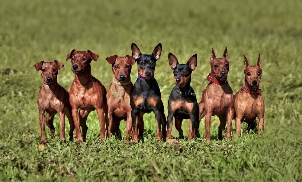 Цвета миниатюрного пинчера