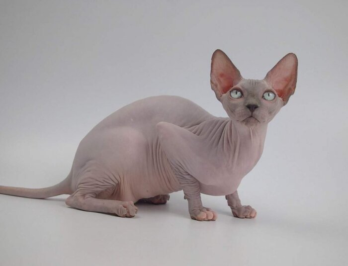 Лысые кошки