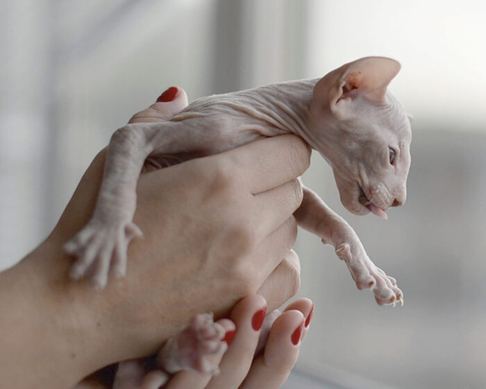 Лысые кошки