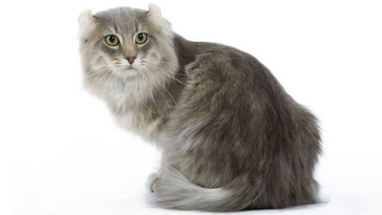 Американский керл Каттерасе серый, фото