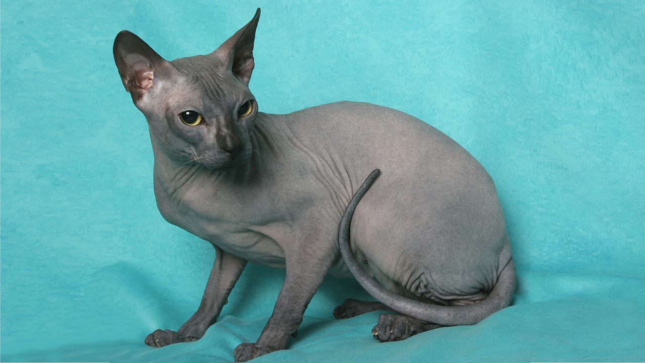 Порода кошек Донской сфинкс, фото Порода кошек Донской сфинкс, фото