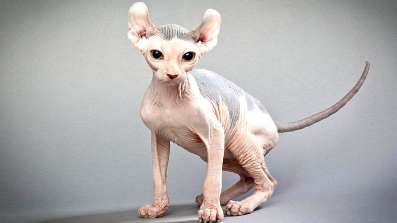 Порода кошек Эльф, фото Порода кошек Эльф, фото