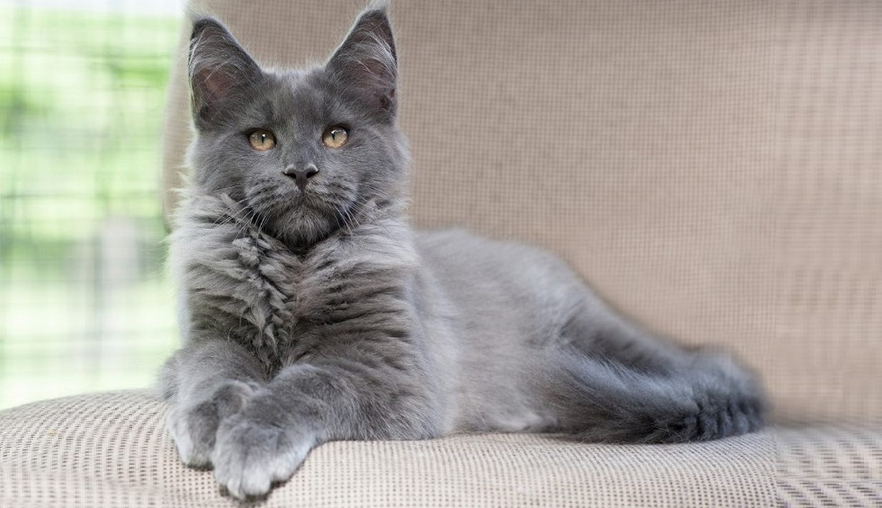 Кошка породы мейн-кун серая, фото