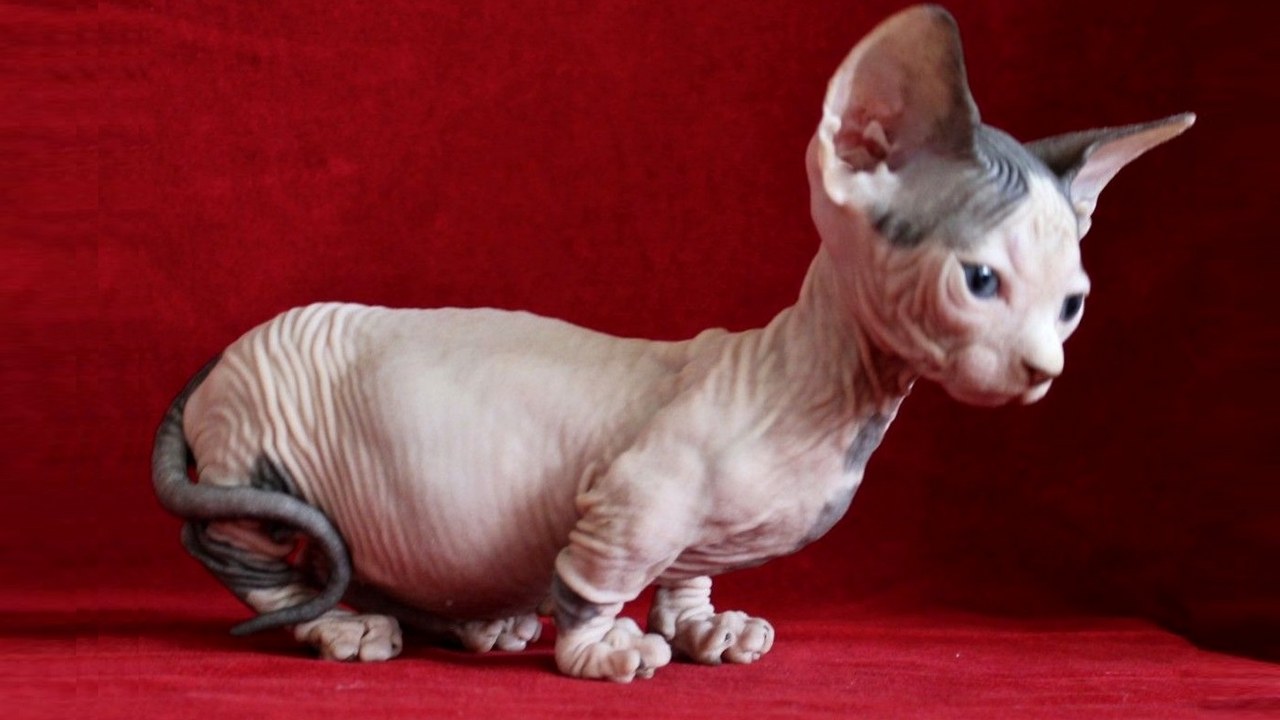 Каттерасе Минскин, фото Каттерасе Минскин, фото