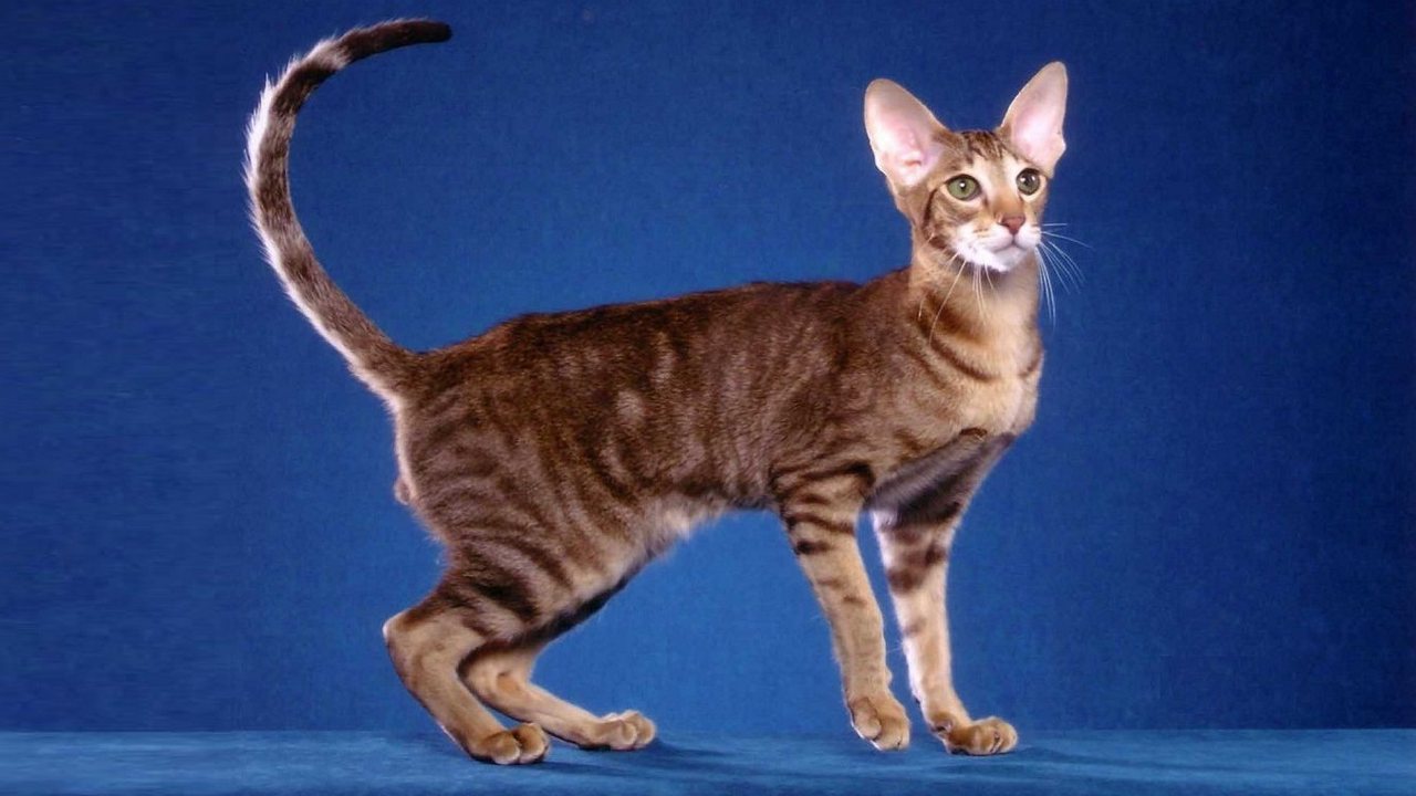 Порода кошек Ориентал, фото Порода кошек Ориентал, фото