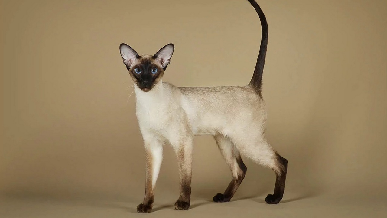 Порода кошек Сиамская, фото Порода кошек Сиамская, фото