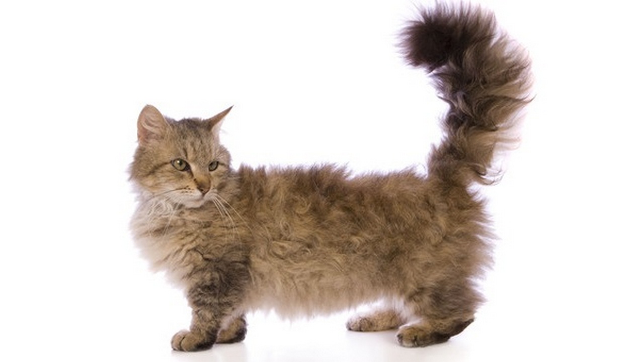 Порода кошек скукум, фото Порода кошек скукум, фото