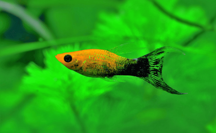 Рыбка моллинезия - внешний вид