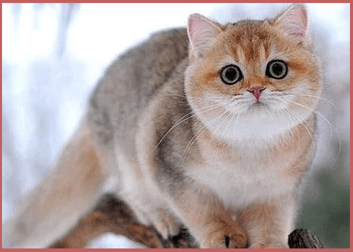 Шотландская золотая шиншилла