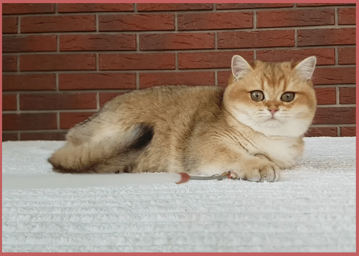 Окрас шотландской золотистой шиншиллы