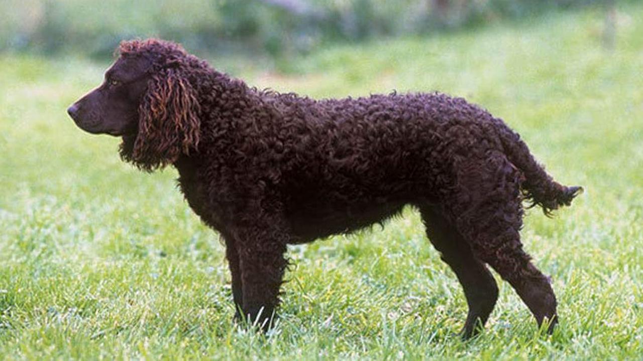 Собака Американский водный спаниель, фото