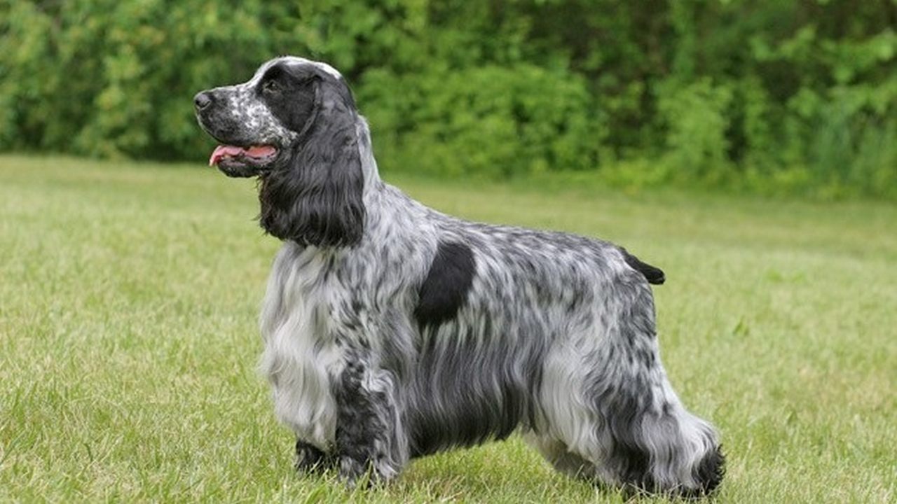 Собака Английский кокер-спаниель, фото