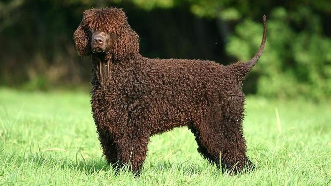 Собака ирландский водный спаниель, фото