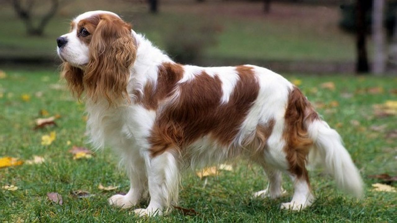 Собаки Кавалер-кинг-чарльз-спаниель, фото
