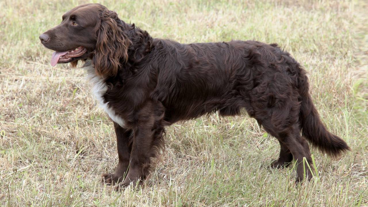 Немецкий вахтельхунд, фото