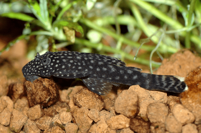 Анциструсовый сомик – почва