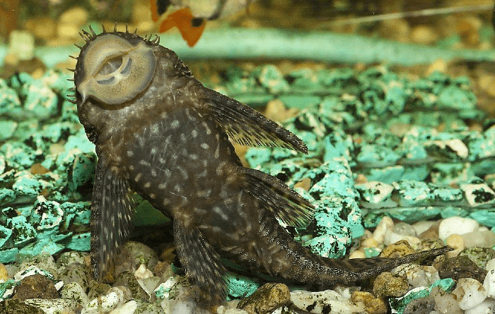 Сом анциструс