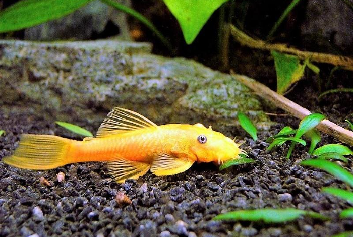 Сом анциструс - вода