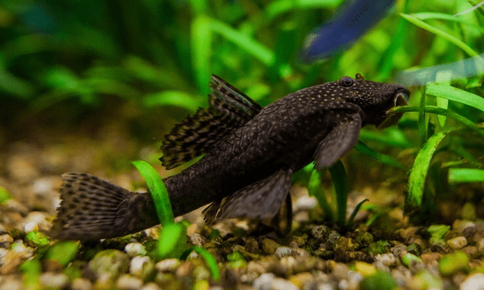 Сом анциструс - ареал