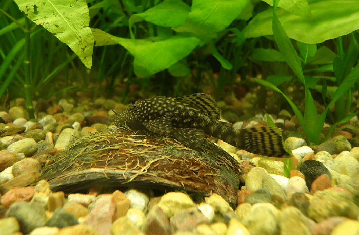 Анциструсовый сомик - аквариум