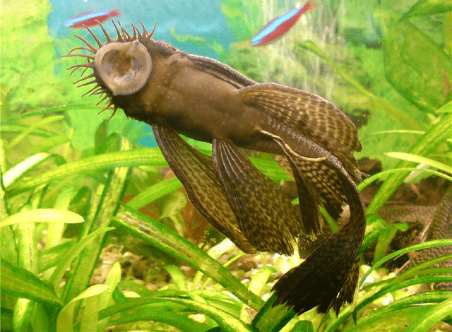 Завеса Анцистру