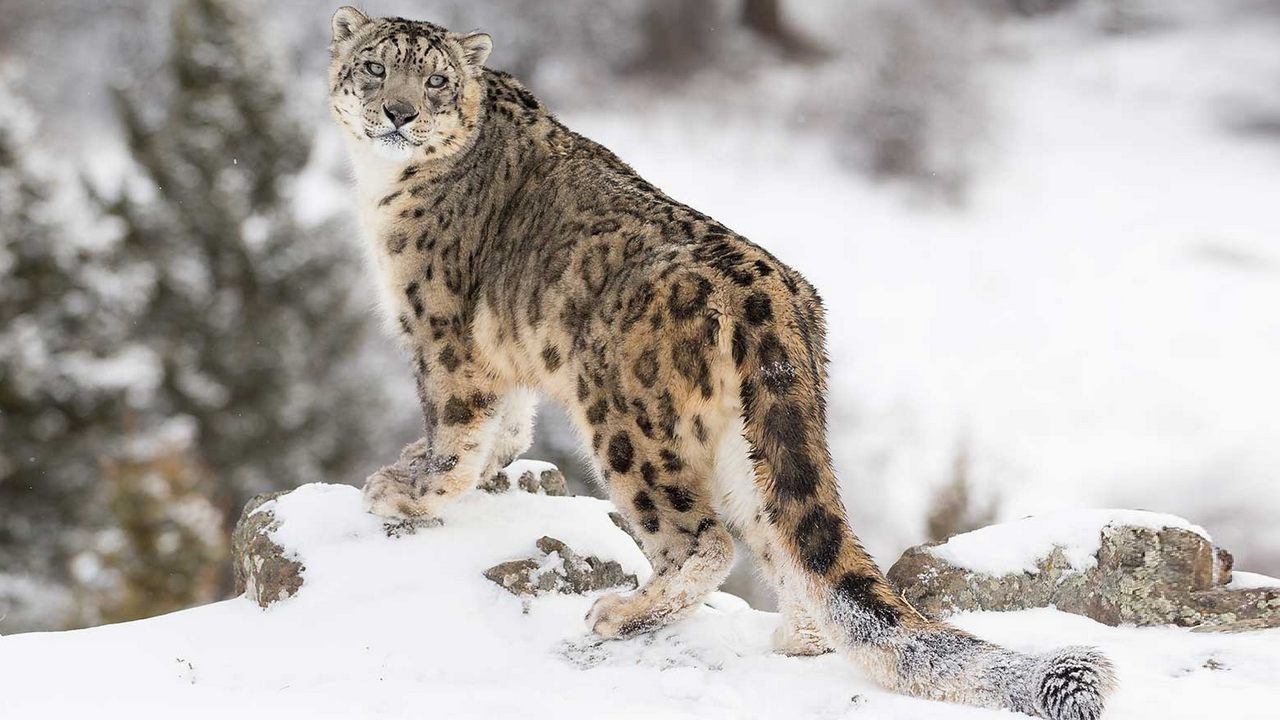 Животное снежный барс, фото