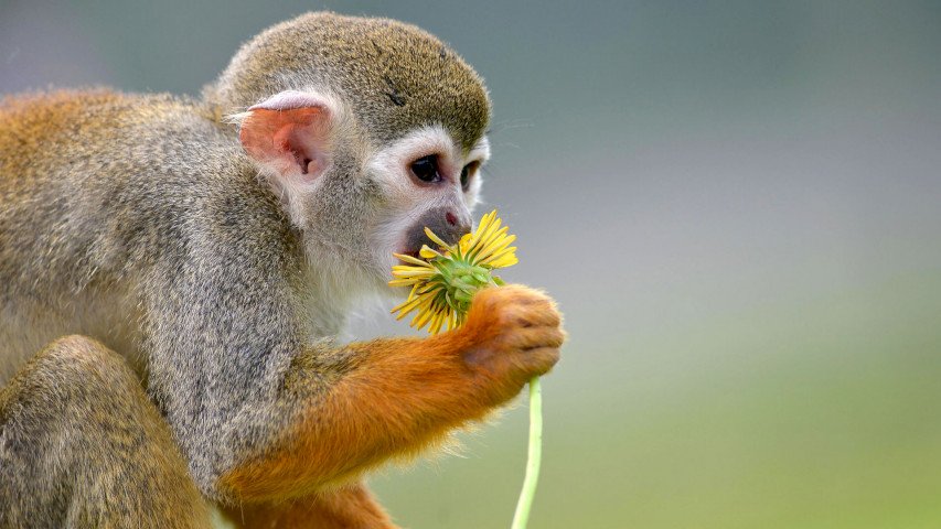 афд052е4 Саймири - беличья обезьяна, нюхающая одуванчик