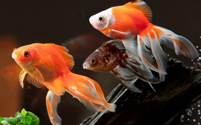 Аксолотль в аквариуме