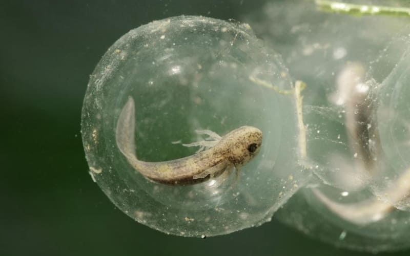 Аксолотль в аквариуме