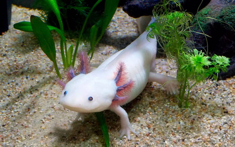Аксолотль в аквариуме