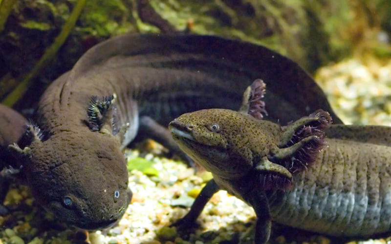 Аксолотль в аквариуме