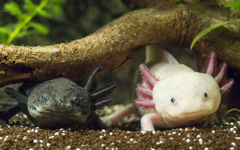Аксолотль в аквариуме