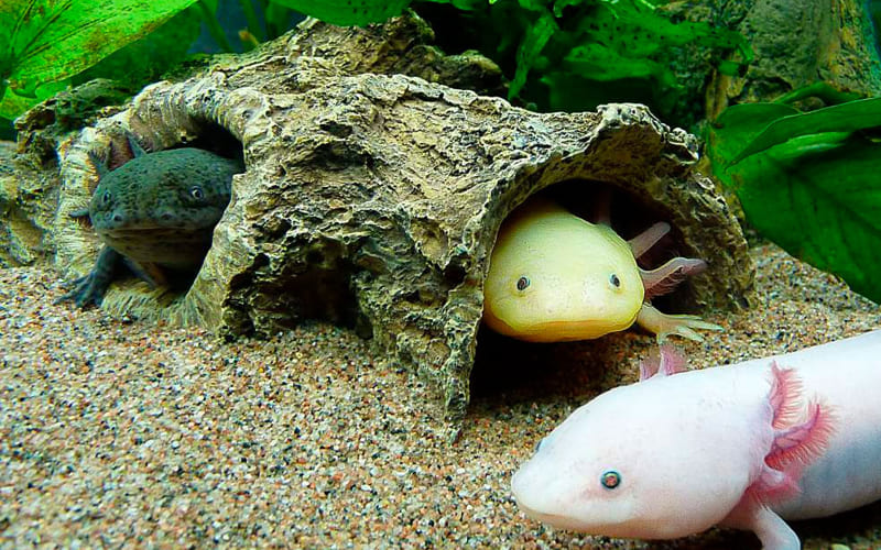 Аксолотль в аквариуме