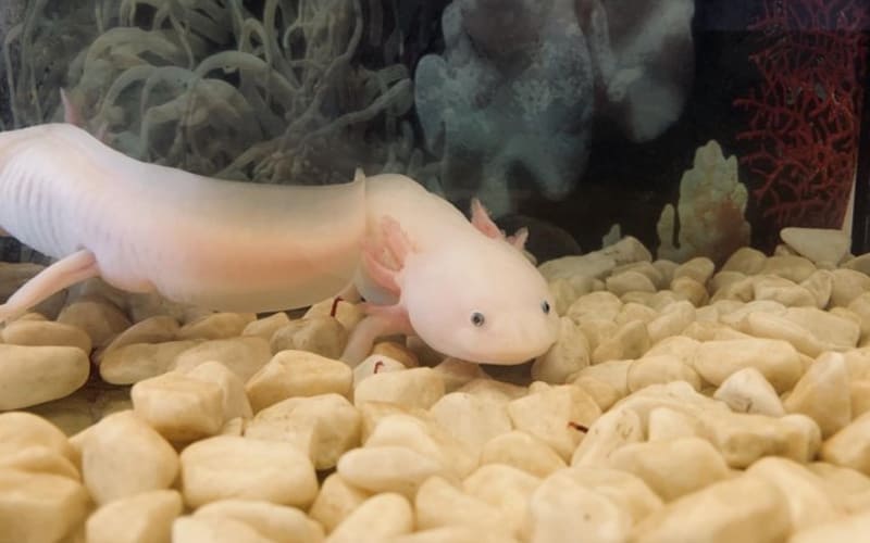 Аксолотль в аквариуме