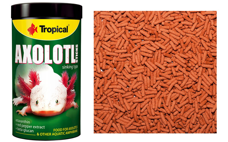 Аксолотль в аквариуме