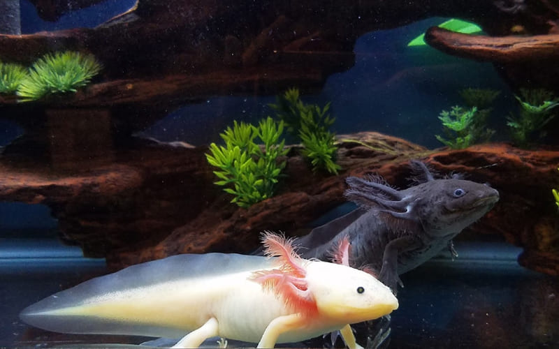 Аксолотль в аквариуме