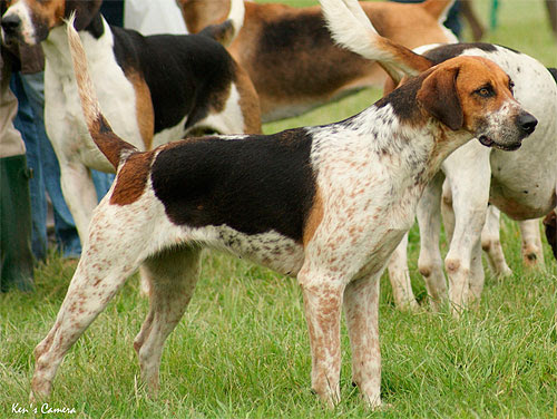 Самые умные породы собак: рейтинг по интеллекту