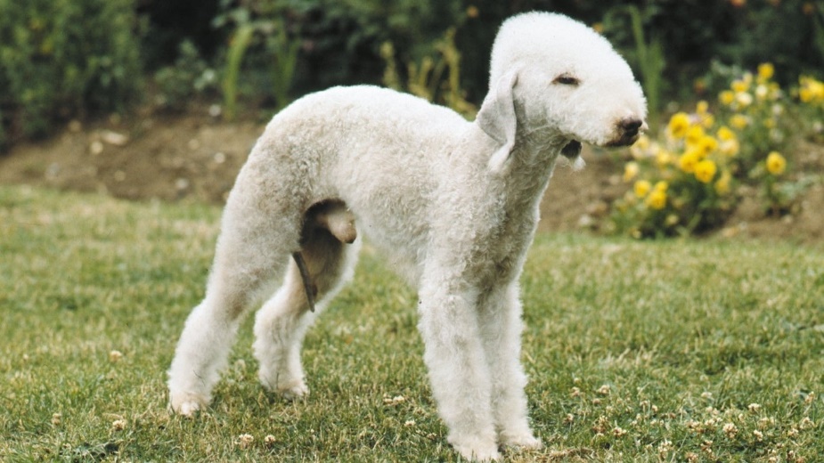 Самые умные породы собак: рейтинг по интеллекту