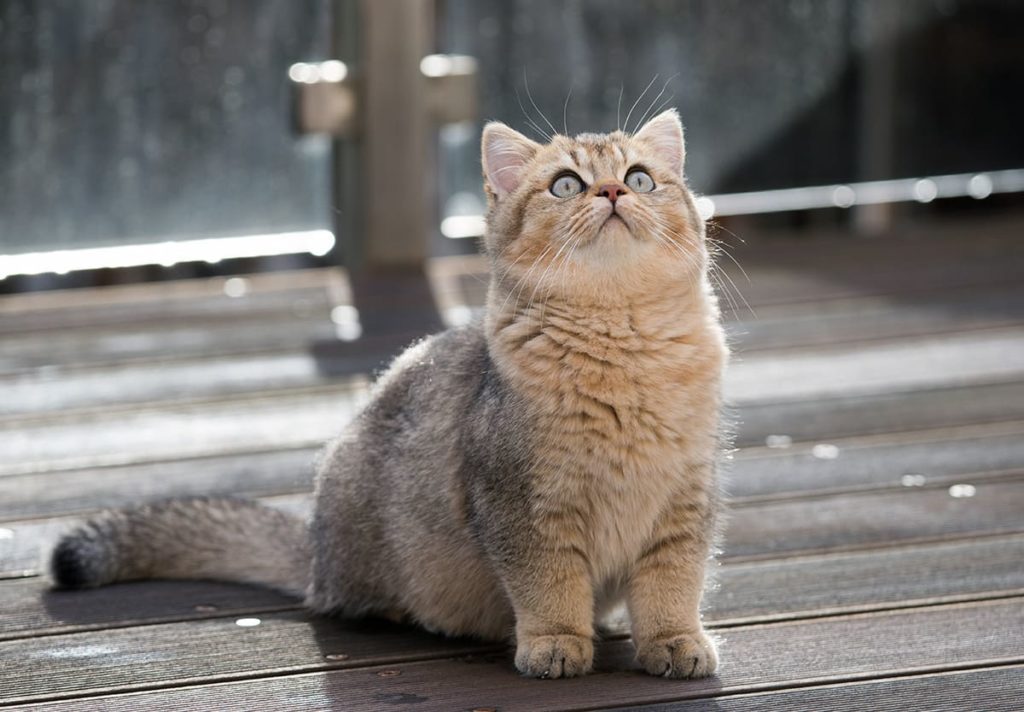 britanskaja-shinshilla