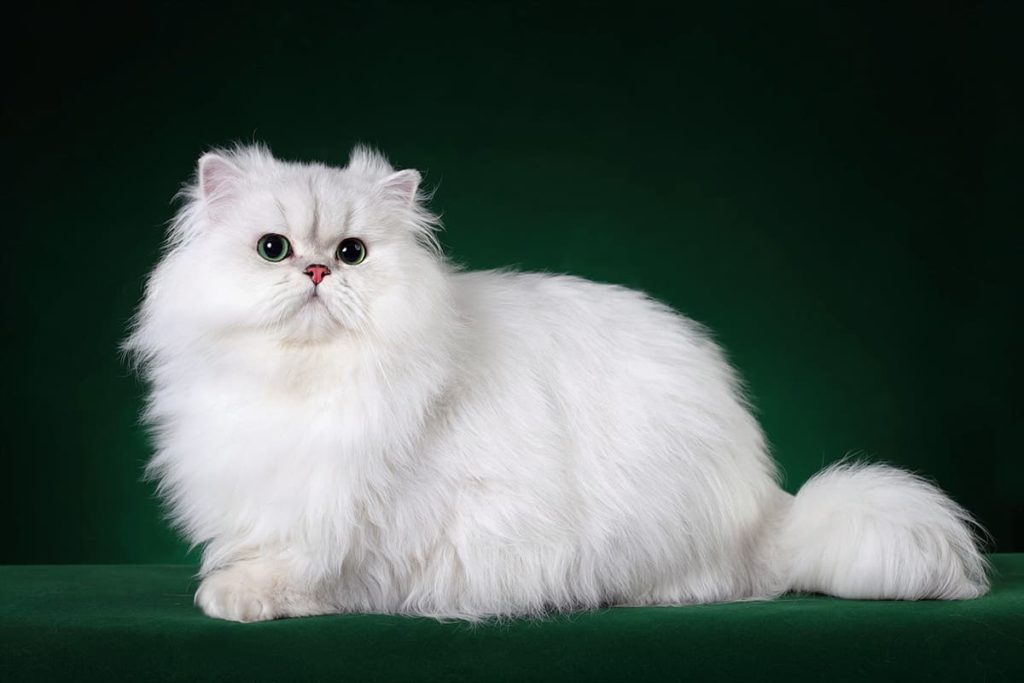 british-chinchilla-cat