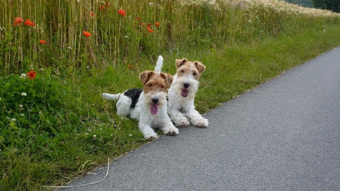 Самые умные породы собак: рейтинг по интеллекту